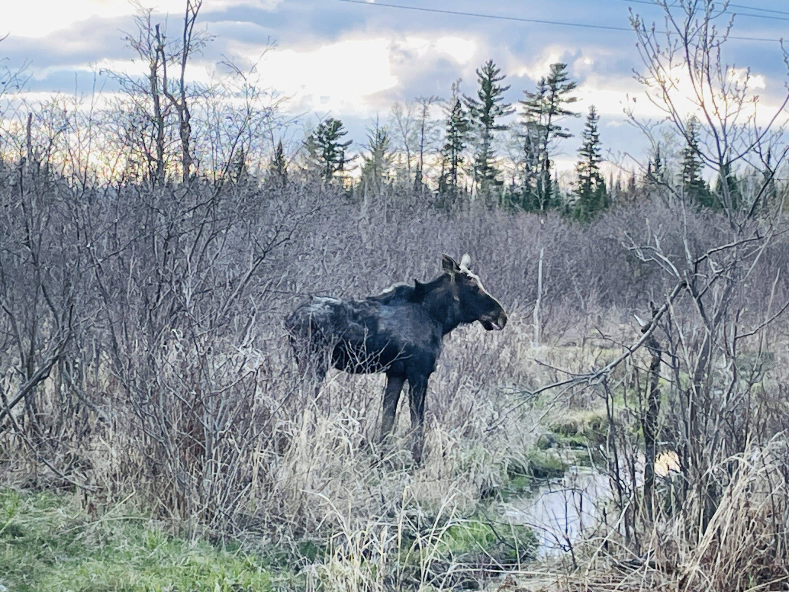 A moose sighting near The Maine Roadhouse
